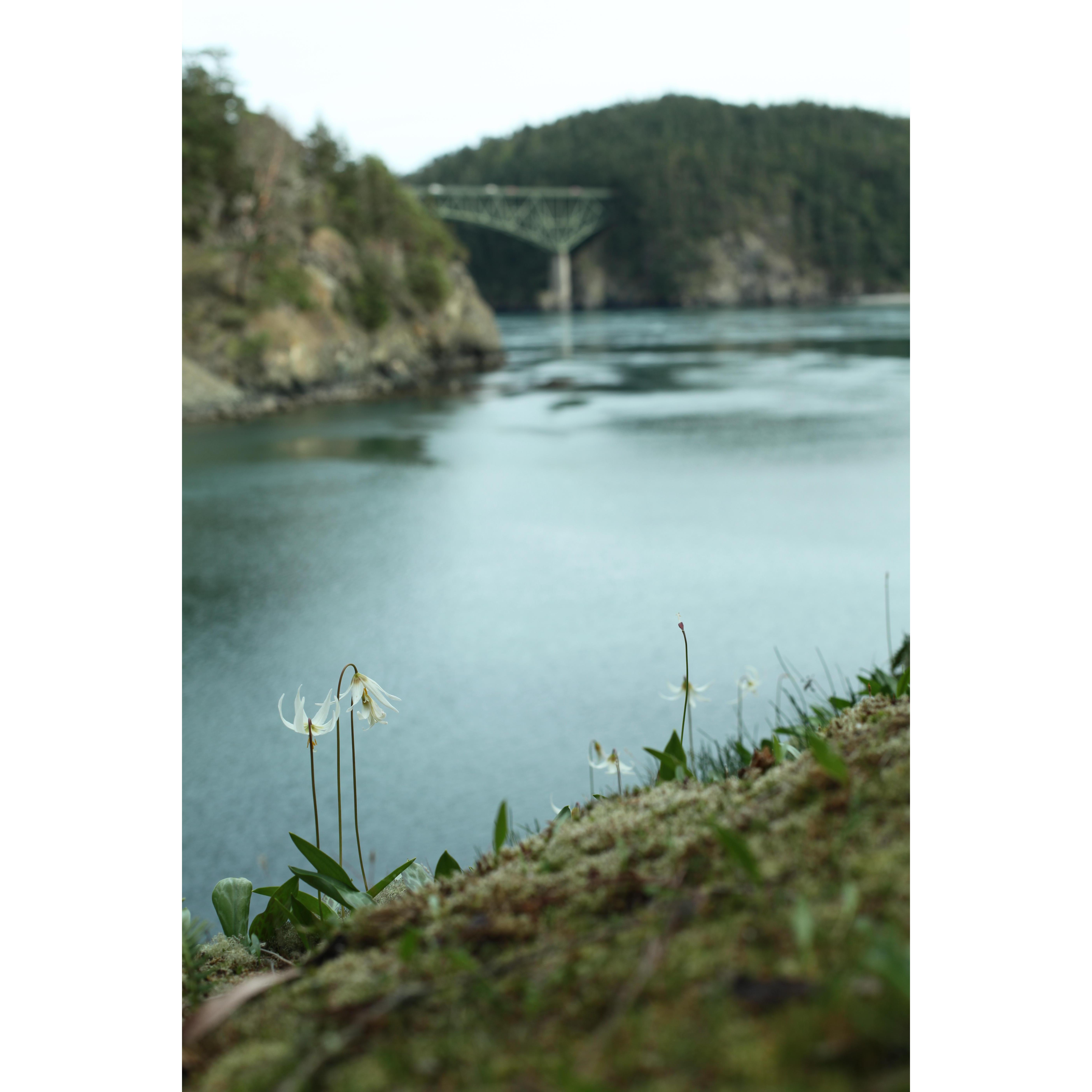 View of the Deception Pass Bridge from Bowman Bay State Park, the spot where Danny would later propose!