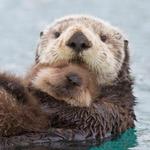 Monterey Bay Aquarium