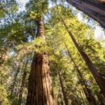 Henry Cowell Redwoods State Park