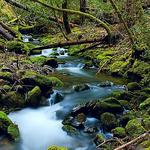 Montgomery Woods Reserve