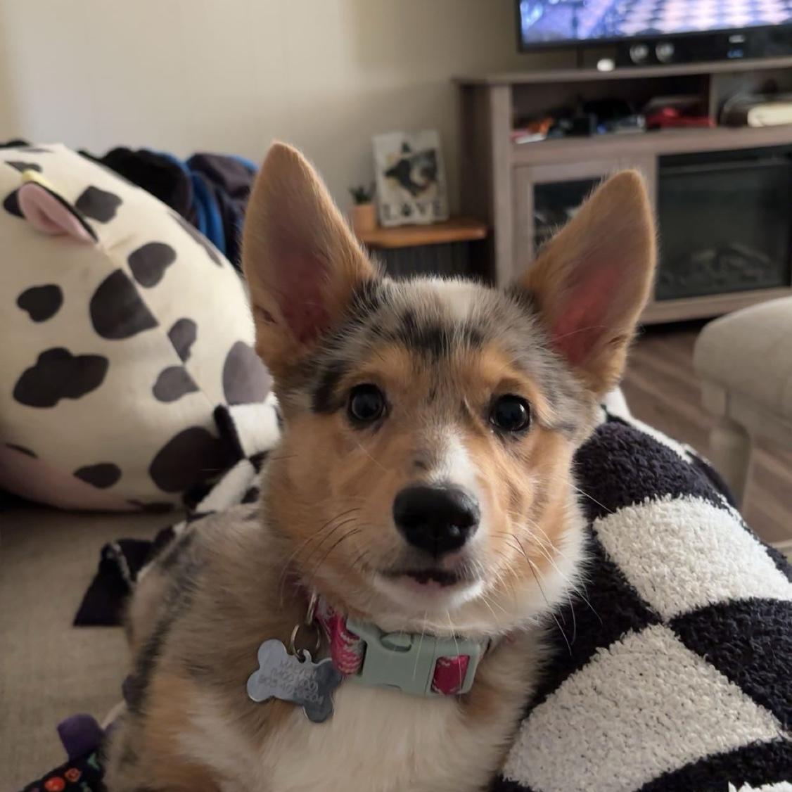 Our fur baby Maeven!💕🐾