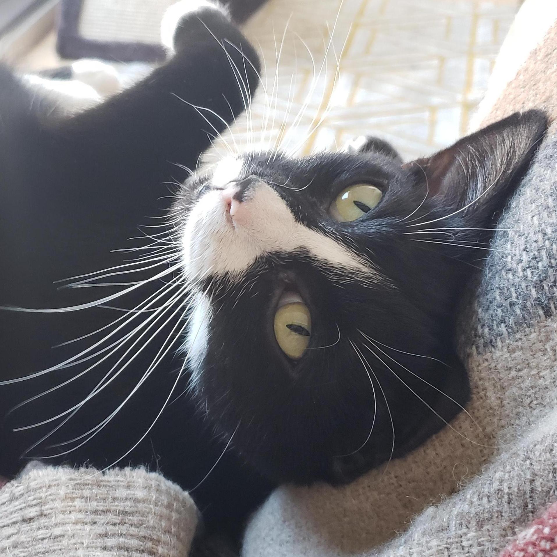 juno