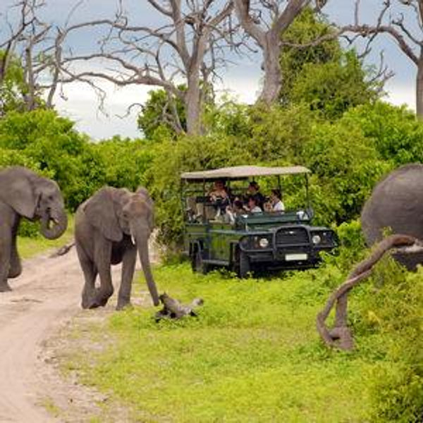 African Safari