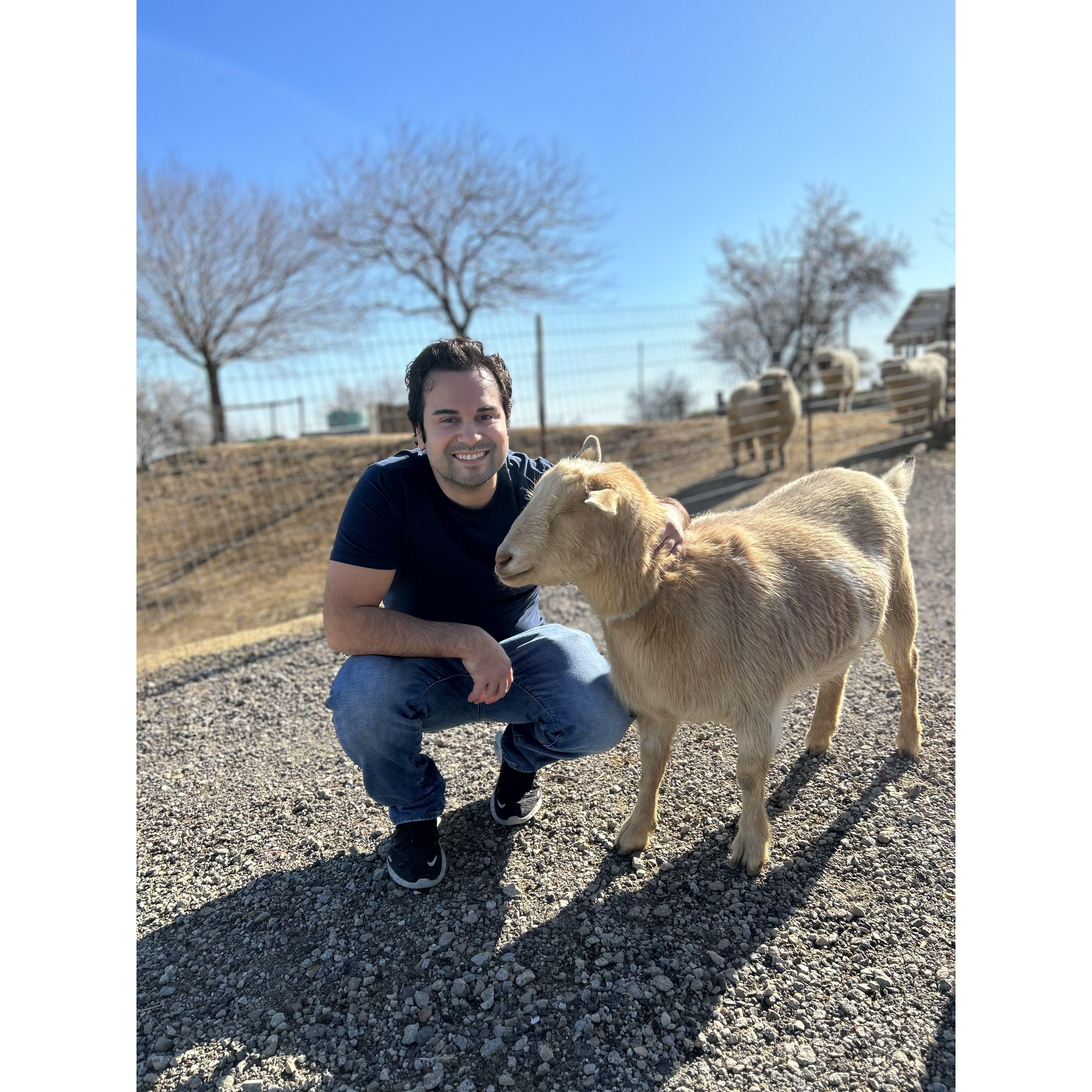 Troy makes a new friend while exploring at the alpaca farm.