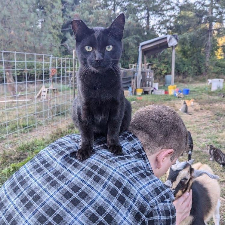 The day we decided Marble needed his brother, Obsidian (October 6th, 2024)