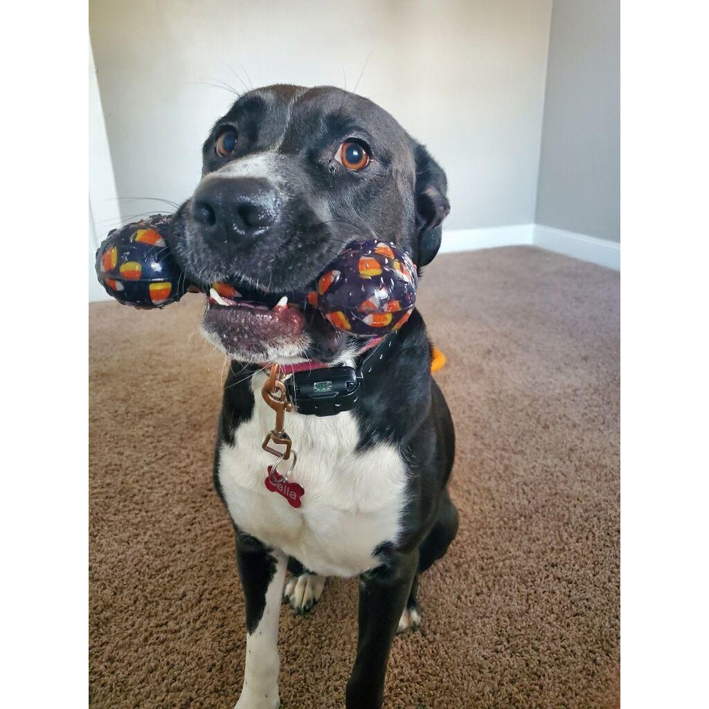 Our Bella Ann