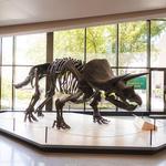 Cleveland Museum of Natural History