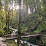 Forest Park
