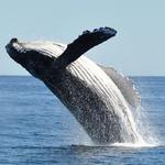 Captain John Boats Whale Watching Tours