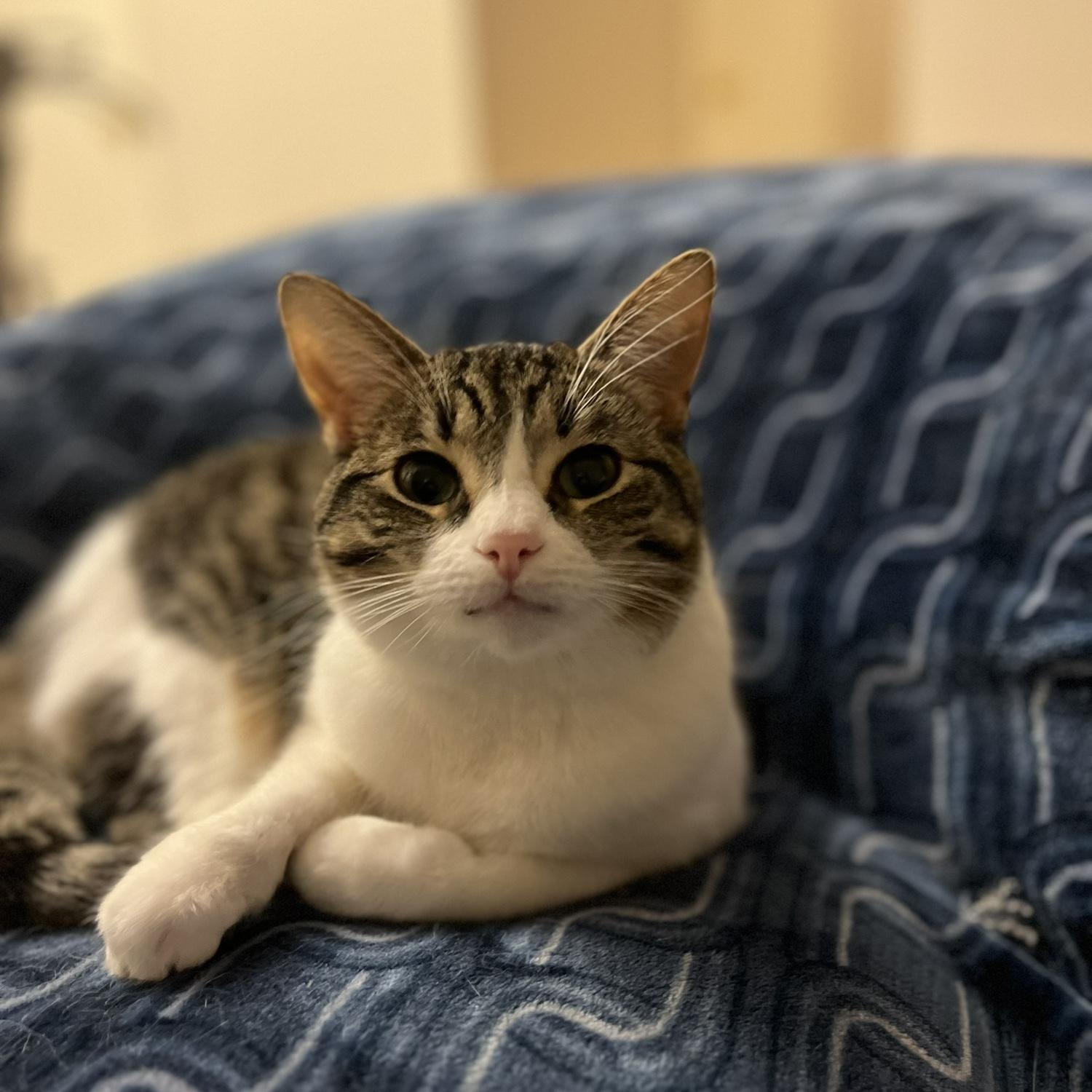 Our sweet Mini