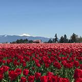 Skagit Valley Tulip Festival