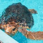 Turtle Hospital