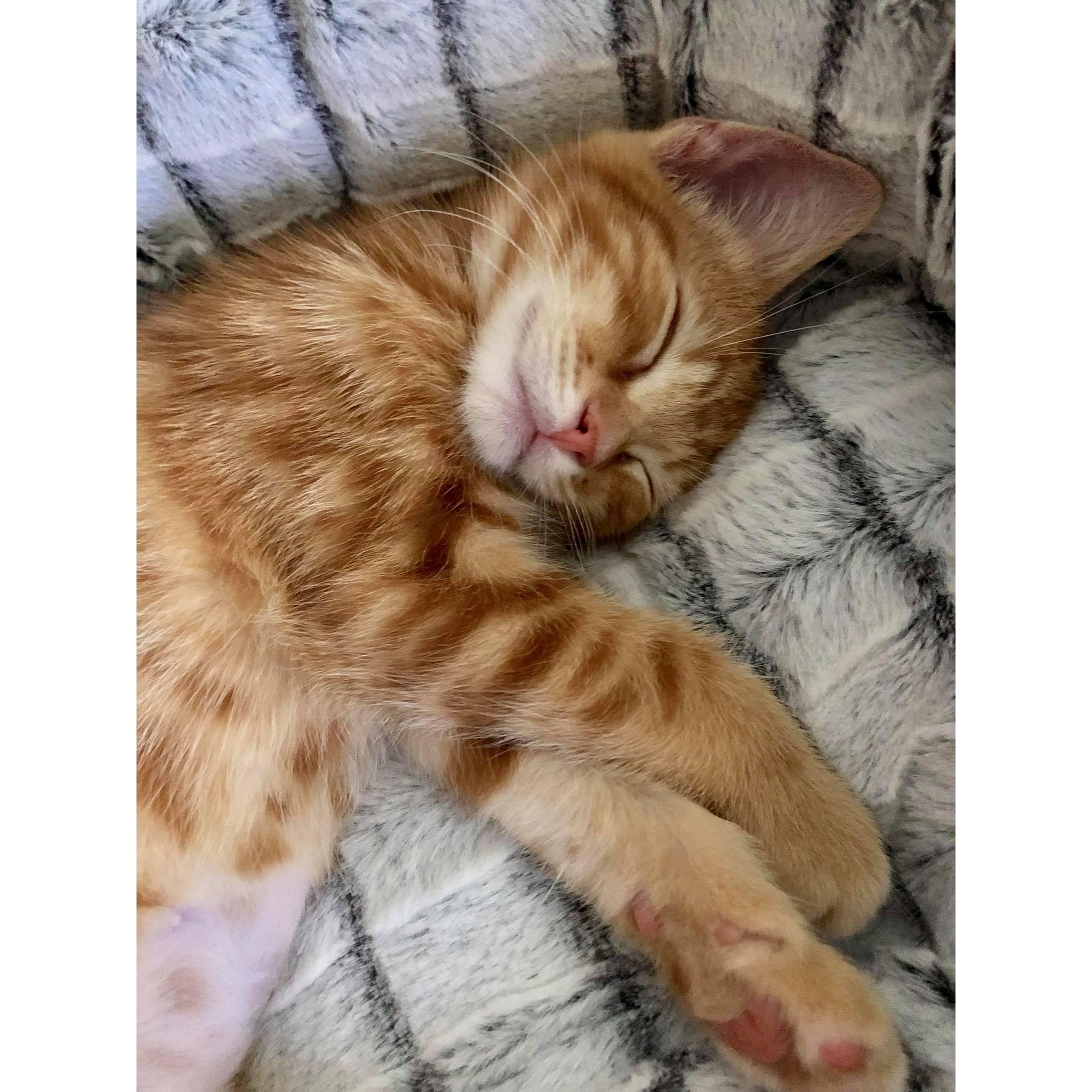 And another kitten shortly after! Welcoming Tut to the family.