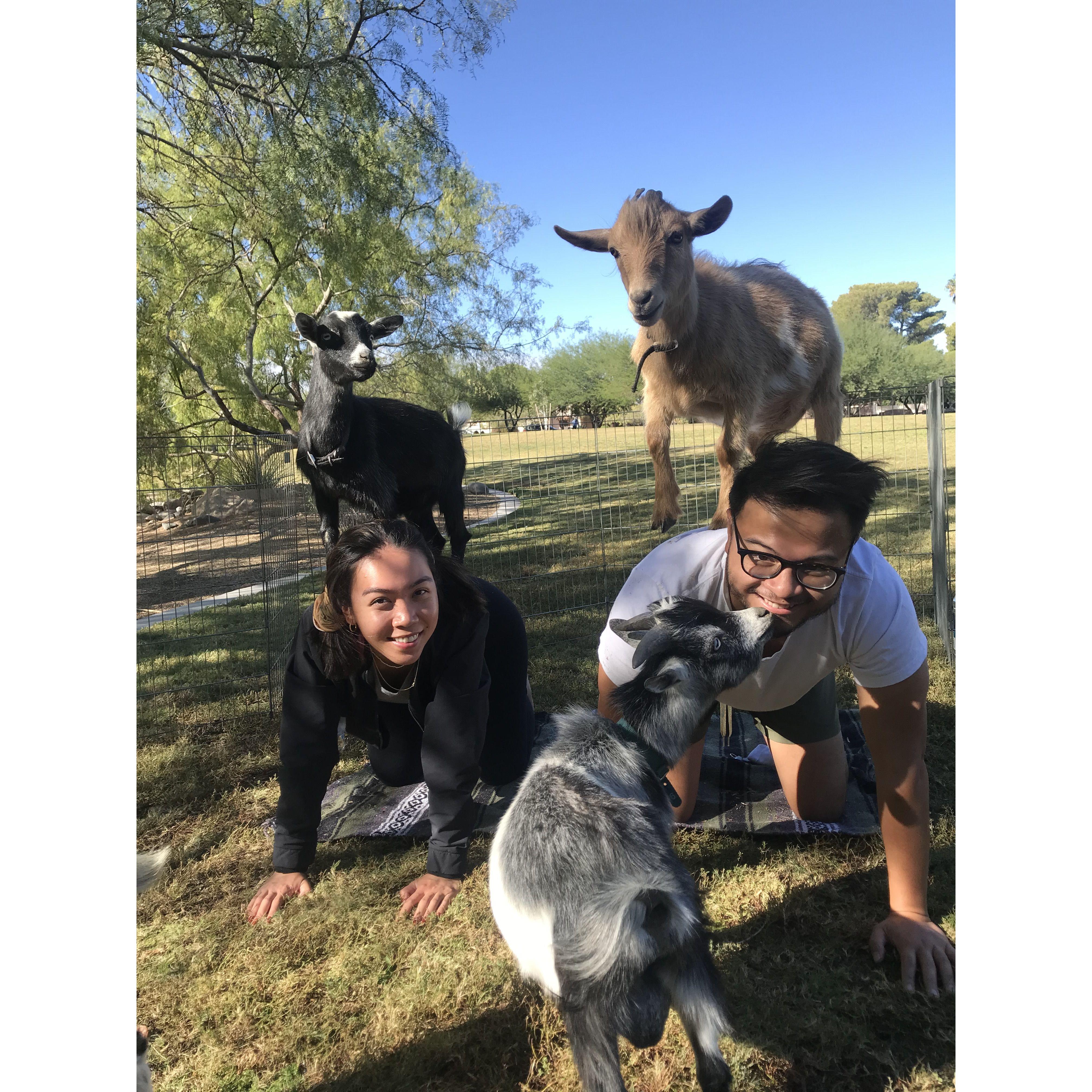 Goat Yoga in Las Vegas, NV