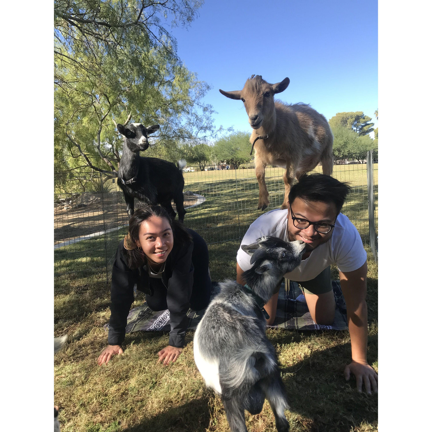 Goat Yoga in Las Vegas, NV