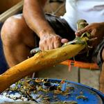 Rainforest Spices Tour