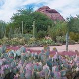 Desert Botanical Garden