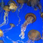 Monterey Bay Aquarium
