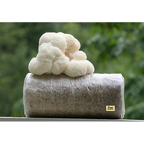Root Mushroom Farm—Lion's Mane-All in one Gourmet Mushroom Growing kit-New Launched