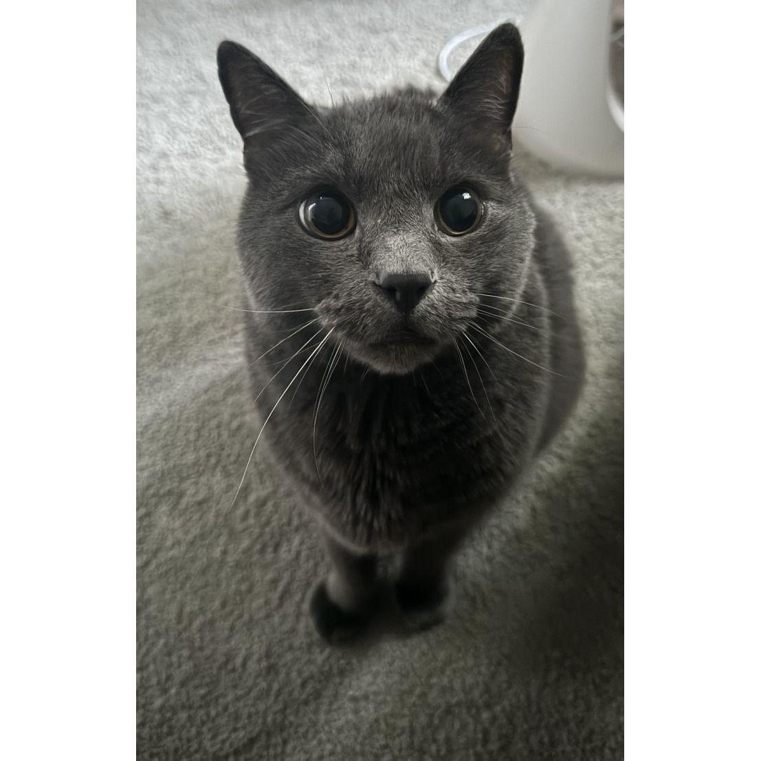 Our lovely boy, Hank.