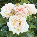 Idaho Botanical Garden