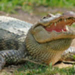 Gulf Coast Gator Ranch & Tours
