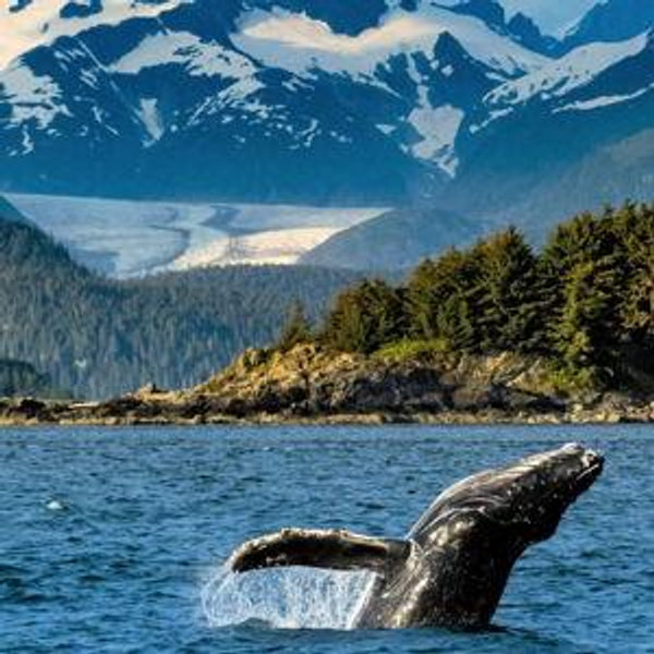 Whale Watching Tour