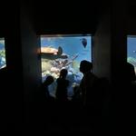 New England Aquarium