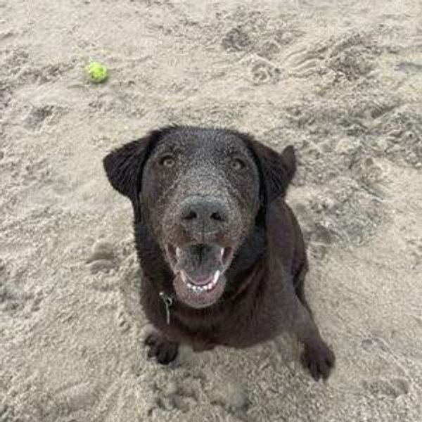 Pet Hotel For Our Honeymoon