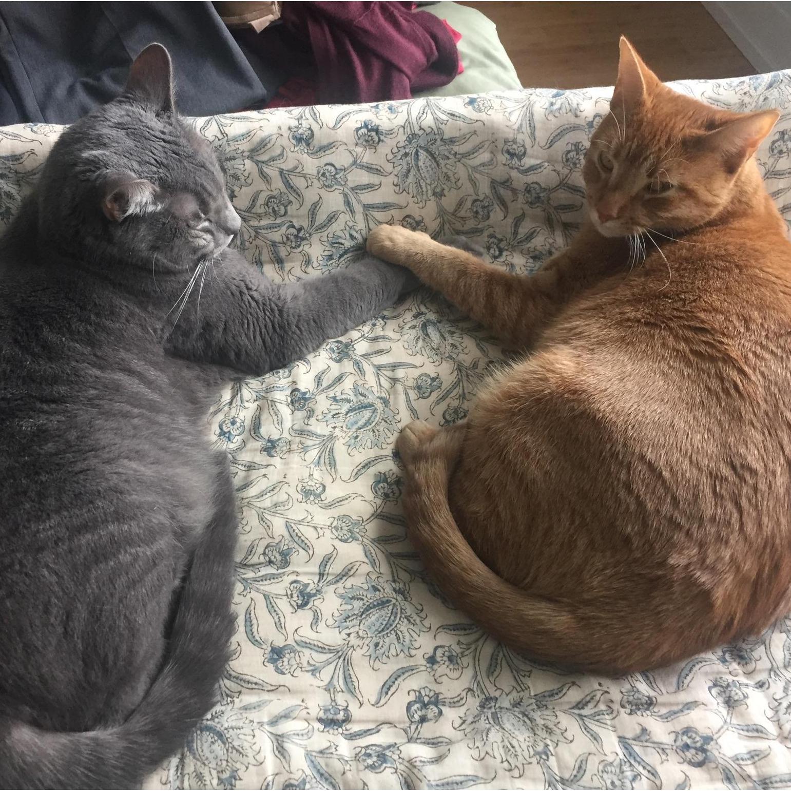 Bowiecat and Lilycat