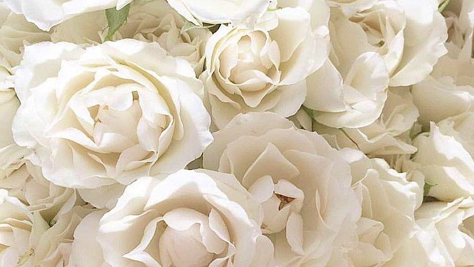The Wedding Website of Elizabeth Lefebvre and Charles May