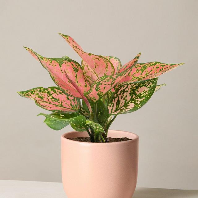 Aglaonema Wishes - Blush Pot