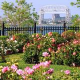 Duluth Rose Garden