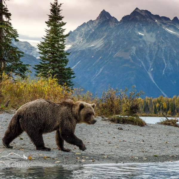 Our Alaskan Honeymoon Fund!