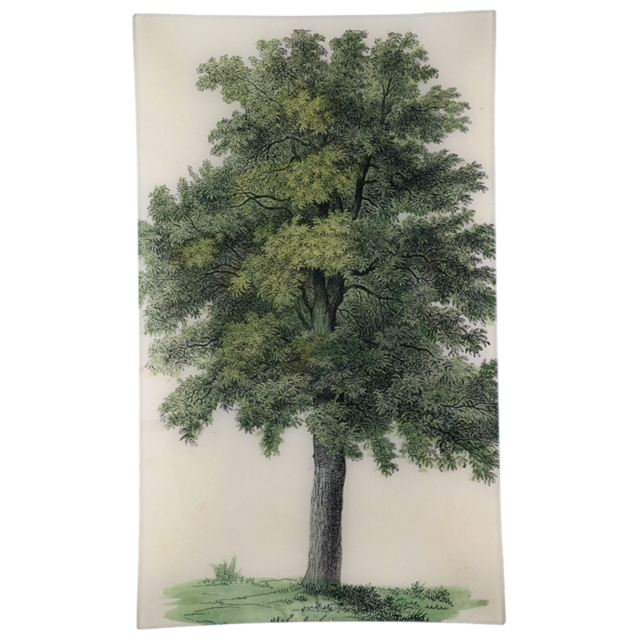 John Derian 22” Decoupage Oak Tree