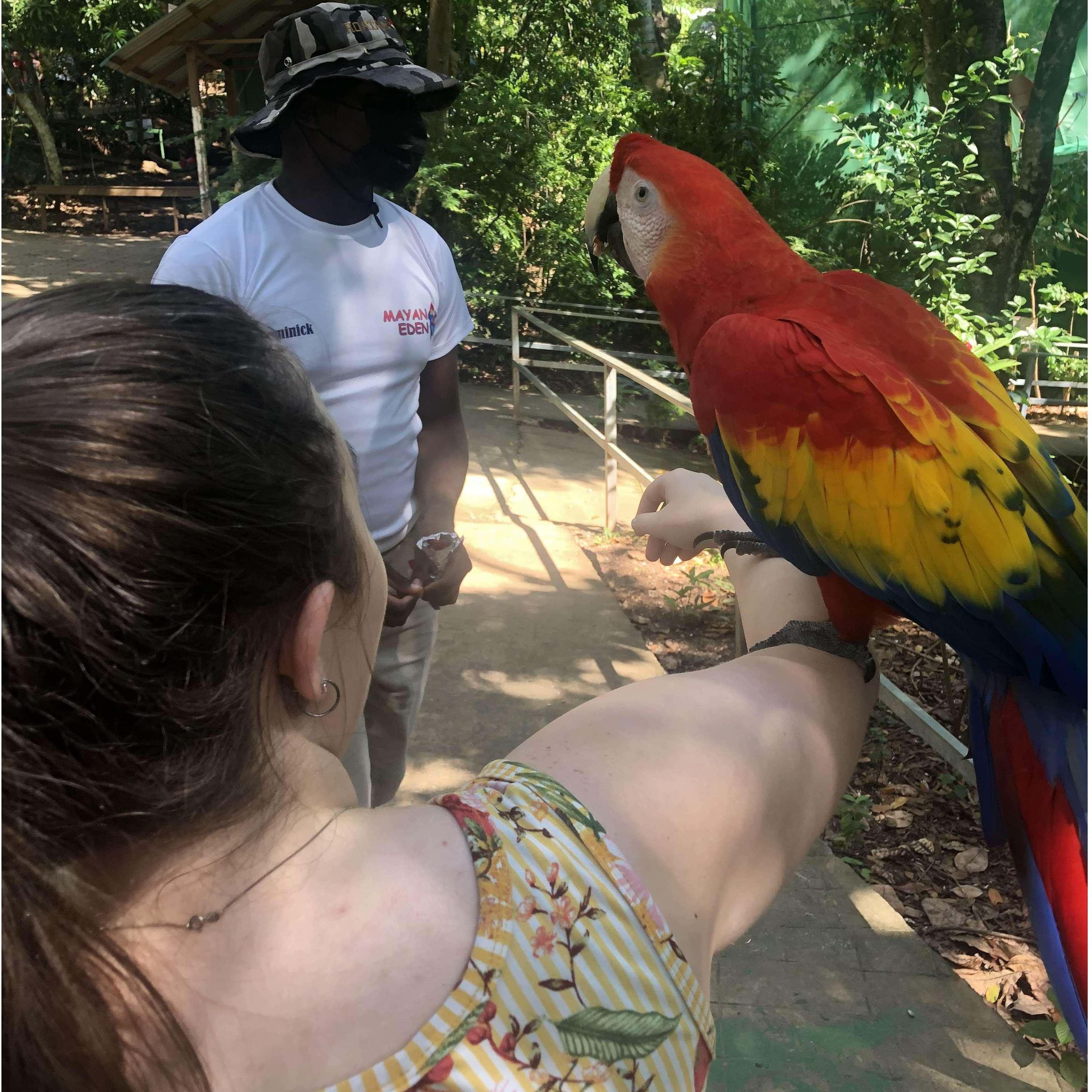 Ripley's Believe It or Not: This was not the first time Ciera has held a macaw, and won't be the last either.