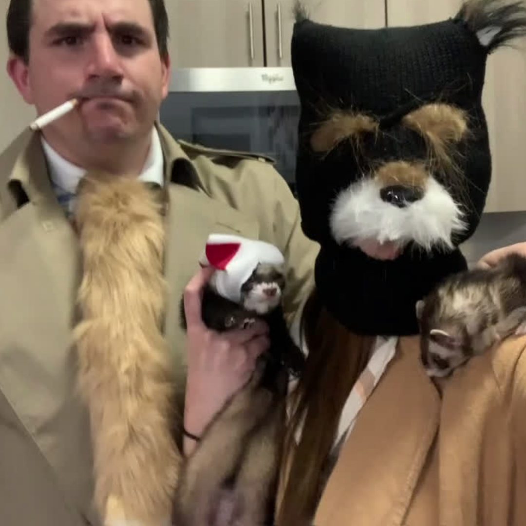 October 2020, Julie's apartment, South Orange, NJ: We torture our ferrets with a Fantastic Mr. Fox Halloween costume.