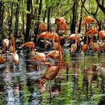 Biggest Aviary in the continent of America