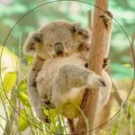 Currumbin Wildlife Sanctuary