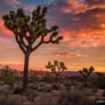 Joshua Tree National Park