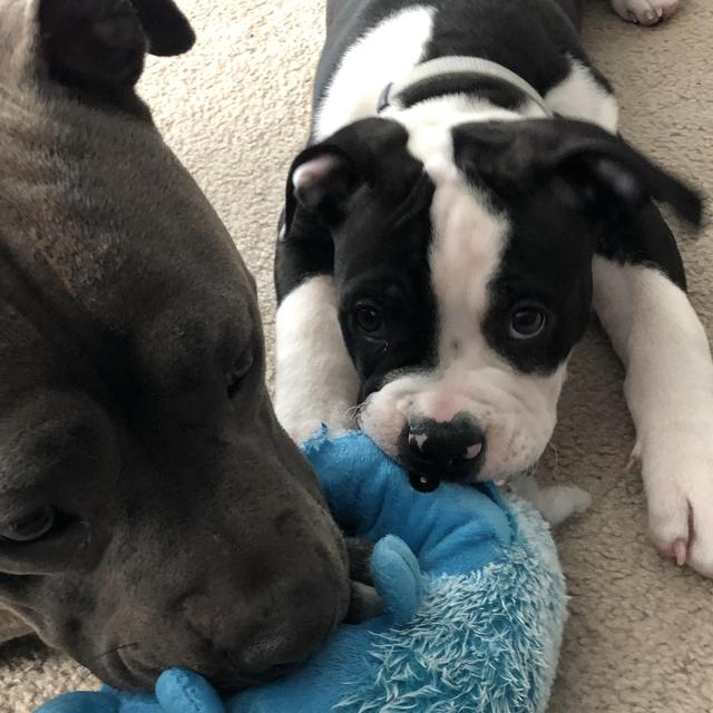 Puppy Boarding School