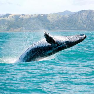 Whale Watching & Bacardi Island for 2 - Dominican Republic