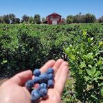 Temecula Berry Co