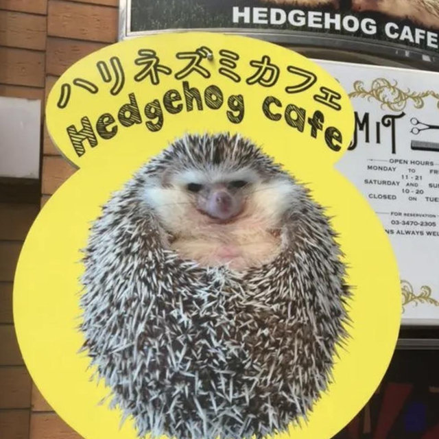Cutie Cafe Date