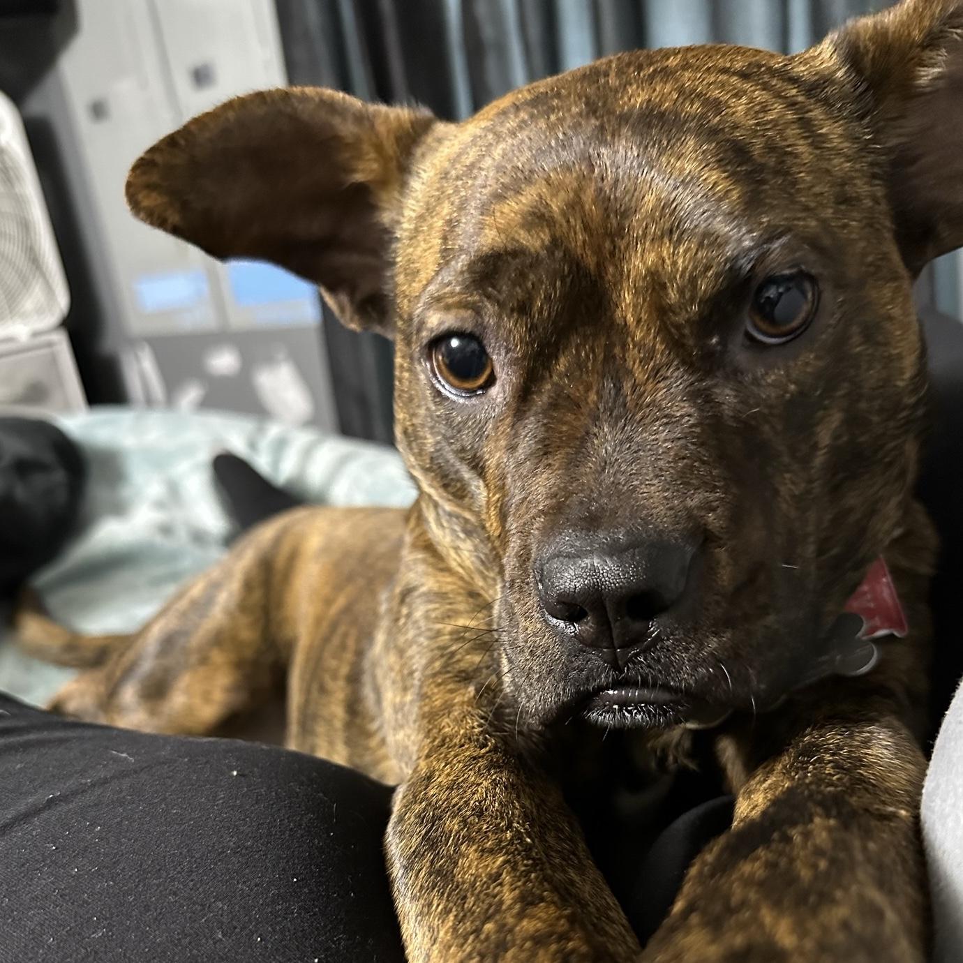 Pet Sitter For Our Sweet Yani