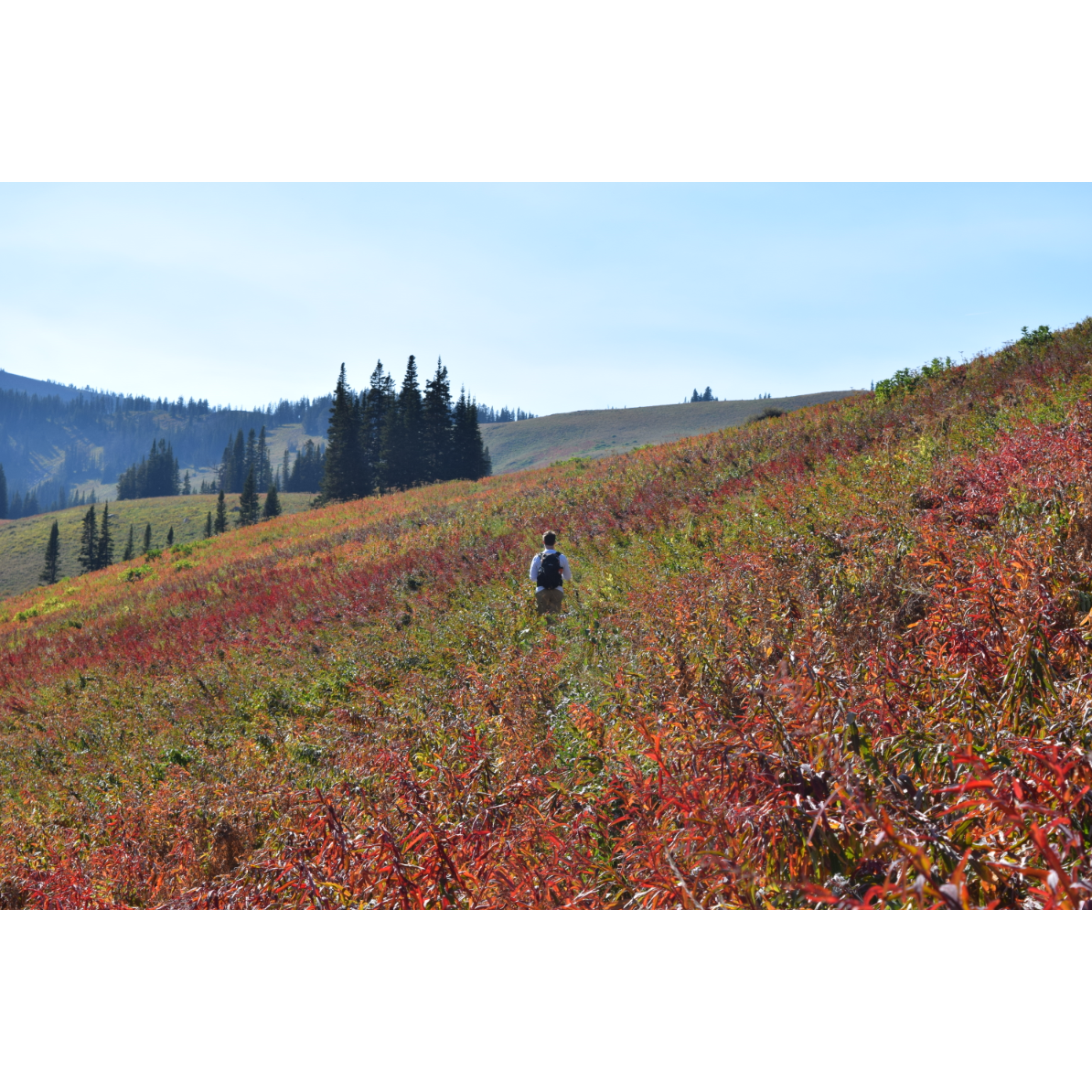Phillips Pass, a "less traveled" trail that had all but disappeared into the fire weed and other wild flowers