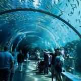 Georgia Aquarium