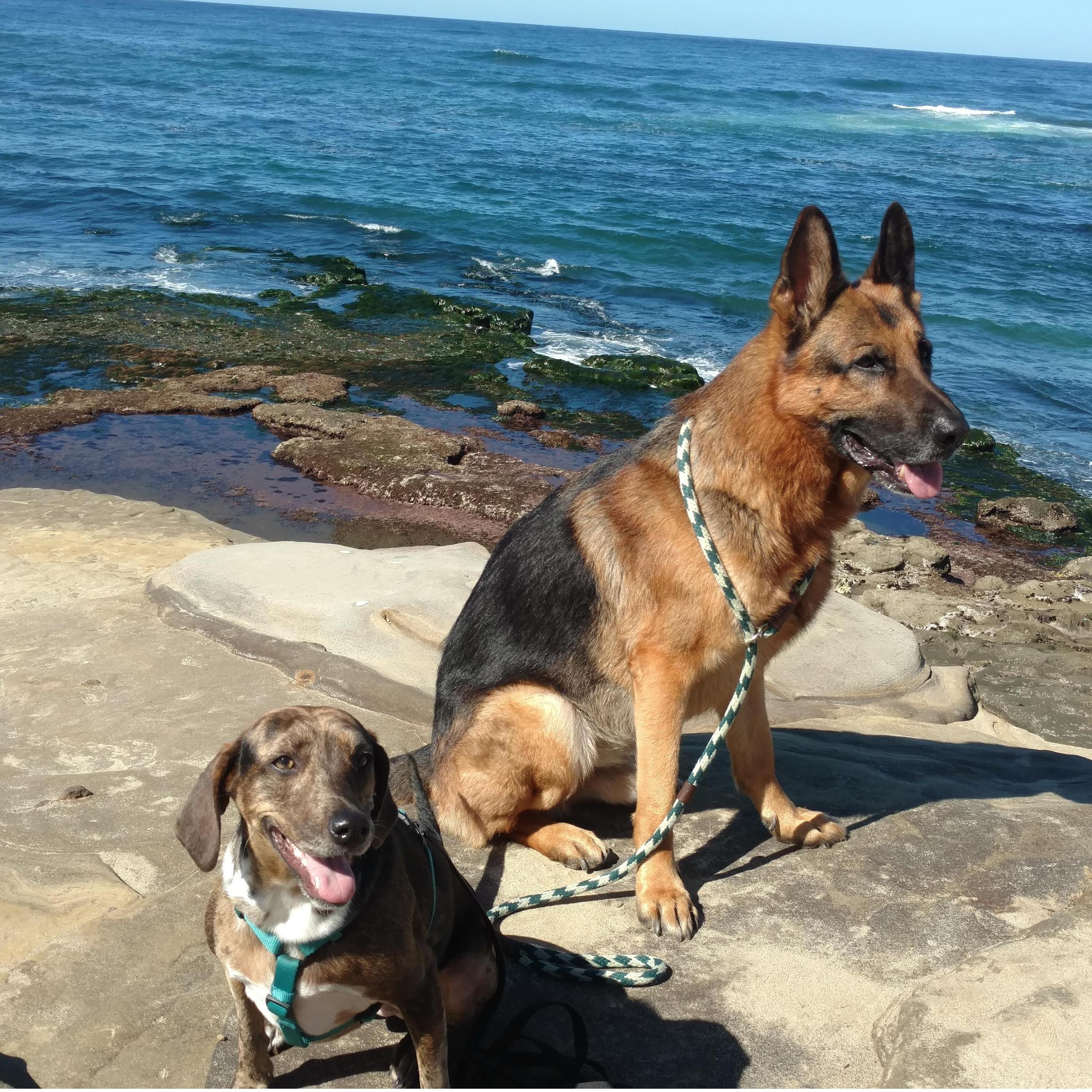Blaze and Daisy in La Jolla