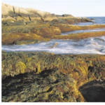 Halibut Point State Park