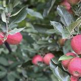 Silver Creek Orchards Inc
